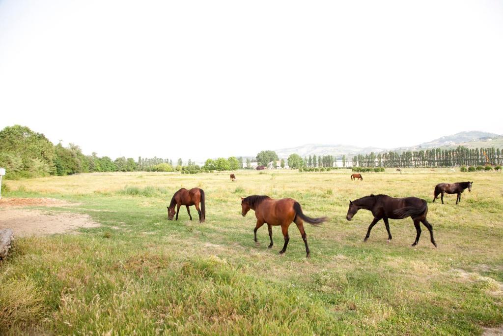 Agriturismo Villa Irelli Castellalto Kültér fotó